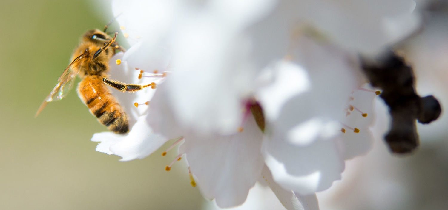 Biene bei der Bestäubung einer Mandelblüte