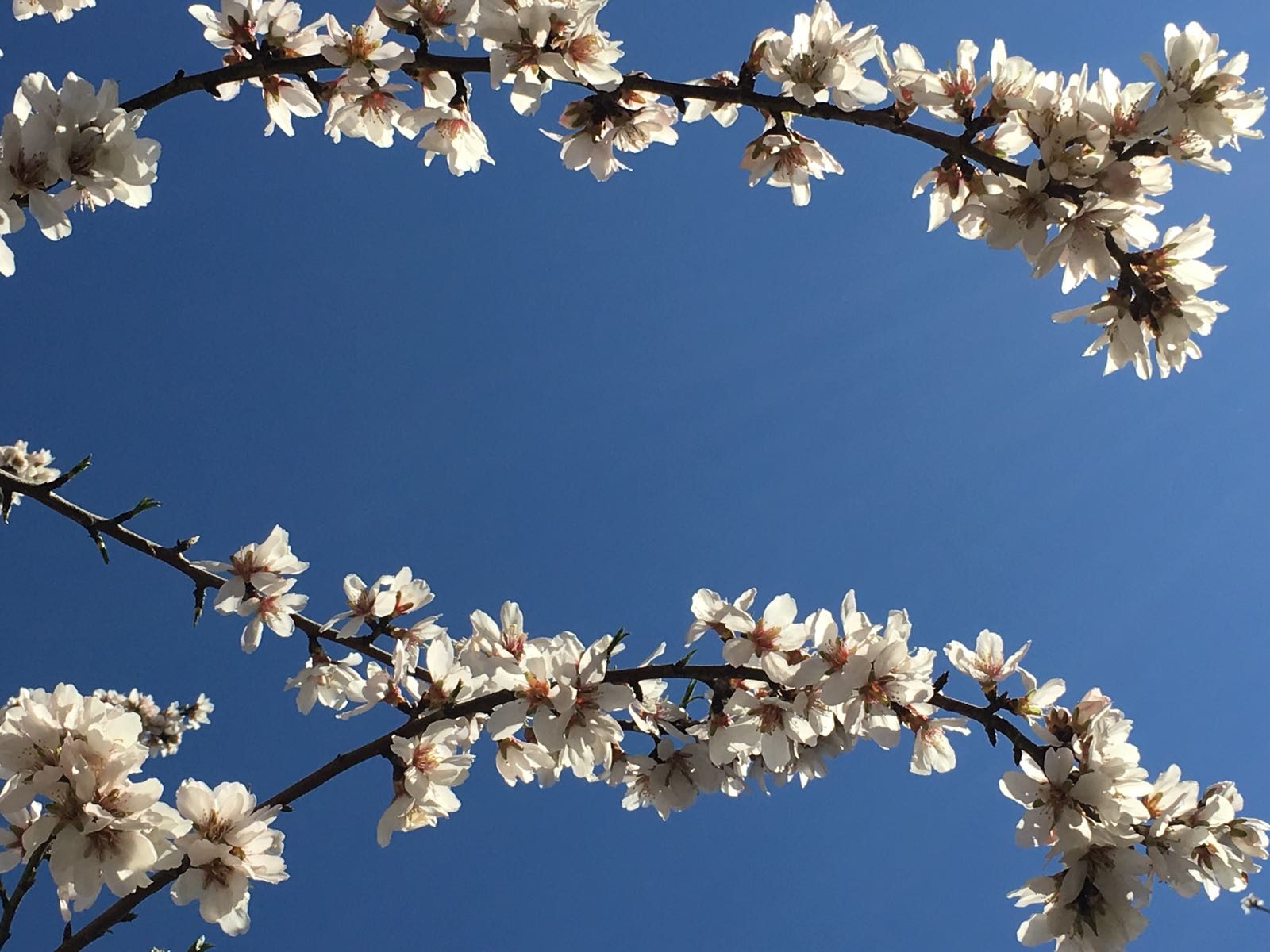 Mandelblüten vor blauem Himmel