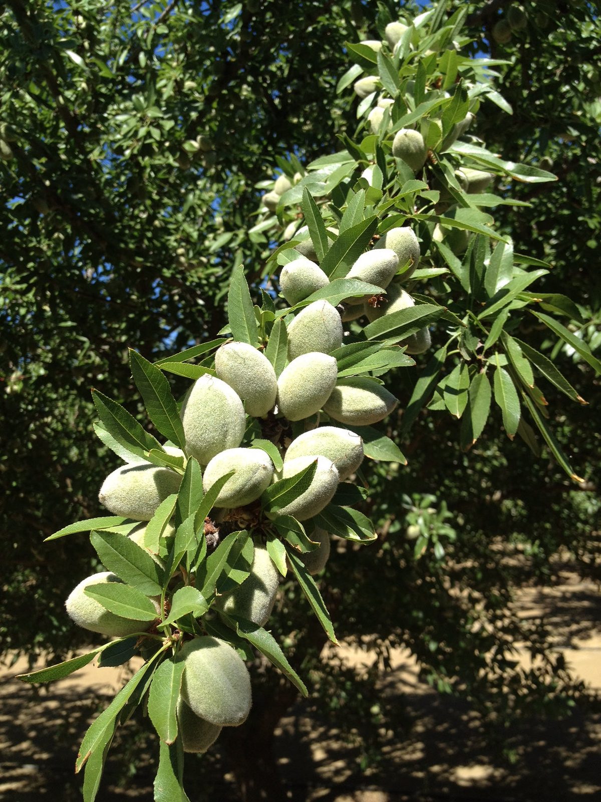 Reifende Mandeln am Baum in Kalifornien
